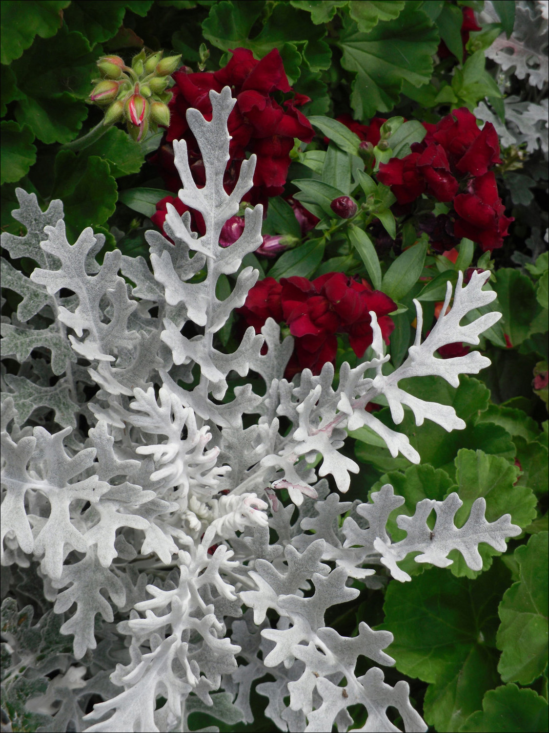 Glacier National Park- Variety of flowers surrounding Lake McDonald Lodge